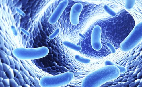 美一項(xiàng)醫(yī)學(xué)研究發(fā)現(xiàn) 微生物群改變可能影響記憶學(xué)習(xí)能力