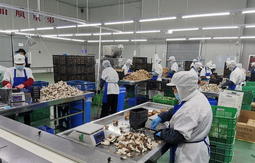 守護(hù)舌尖上的安全 寶山食品生產(chǎn)企業(yè)開展自律互查活動(dòng)